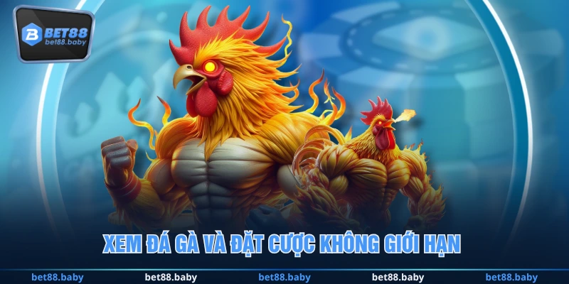 Xem đá gà và đặt cược không giới hạn 